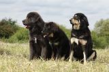 DOGUE DU TIBET 858
